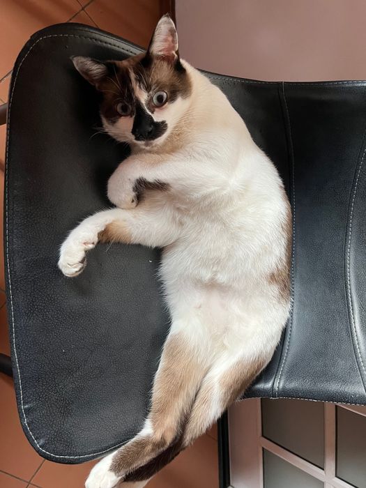 Doação de Gato responsável