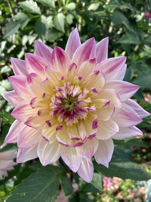 Жоржини георгіни квіти