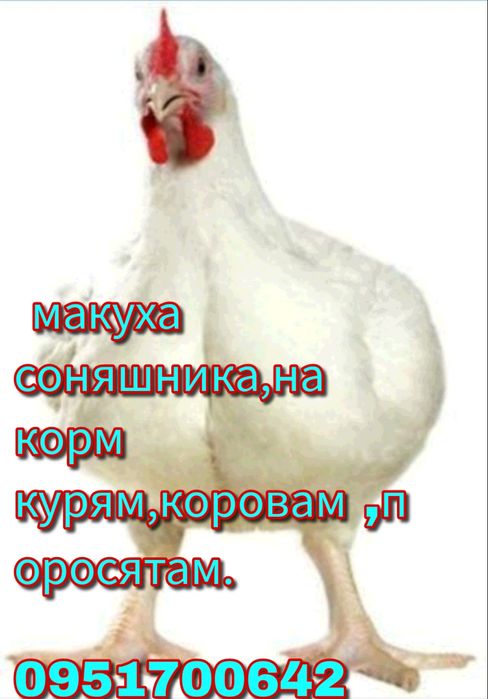 Продам макуху соняшника .