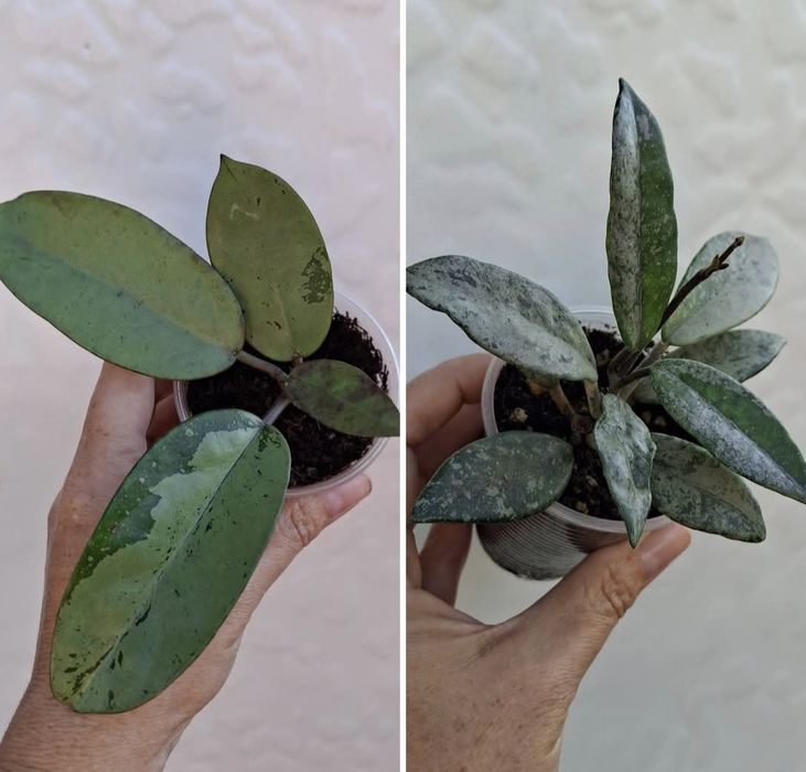 хойя хойї hoya різних сортів