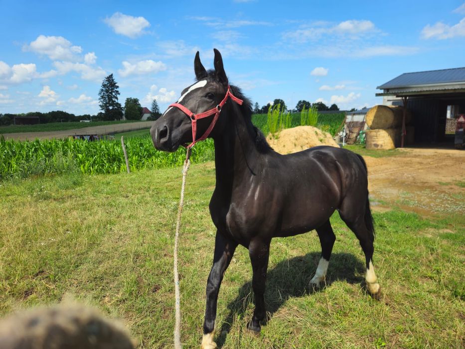 Sprzedam konie śląskie