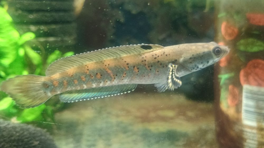 Channa pulchra młode