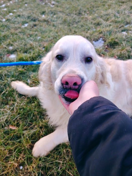 Młody golden retriever 12 miesiecy