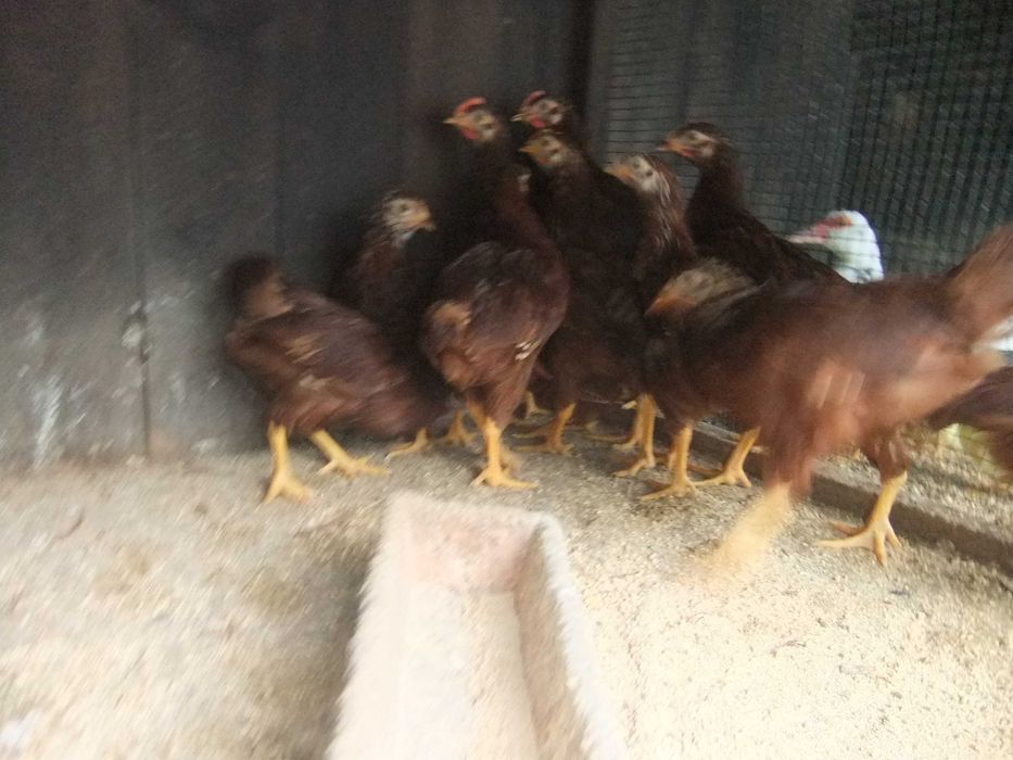 Rhode Island Red  pintos e frangos disponíveis