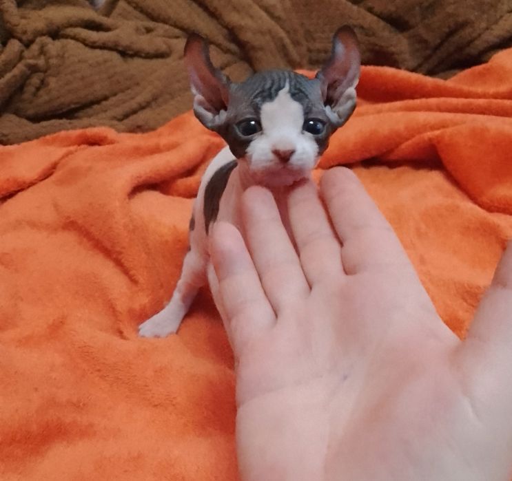 Хлопчик канадського сфінкса Ельф. Біколор.