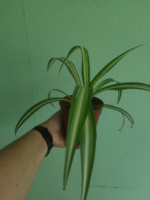 Продам вазон хлорофітум