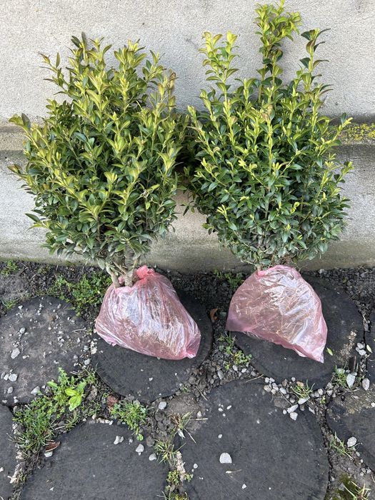 Самшит дуже гарний