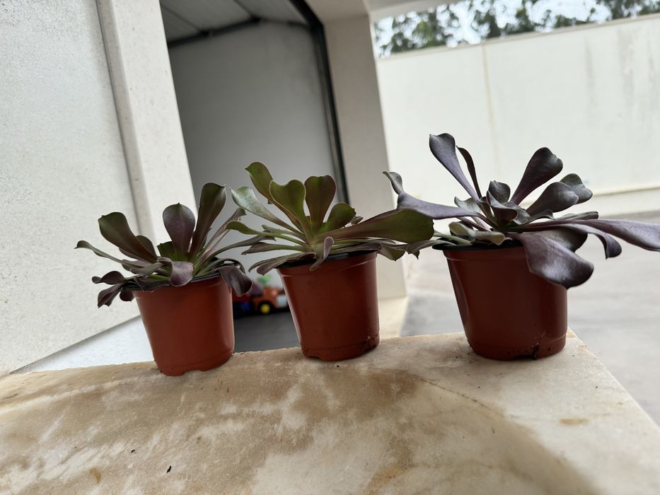 Suculenta Rosa Negra