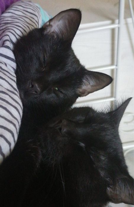 Do adopcji dwa czarne kocury – Filemon i Kitku  (tylko razem, dom niewychodzący)