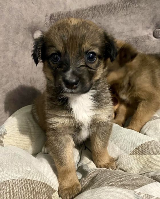 Безкоштовно в добрі руки