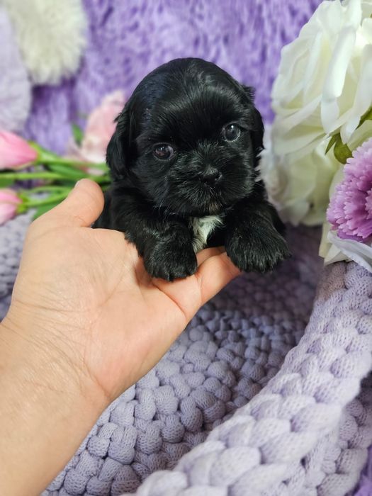 Shih tzu Czarny ze znaczenaimi, piękny włos  krótki nosek ,drobna budowa