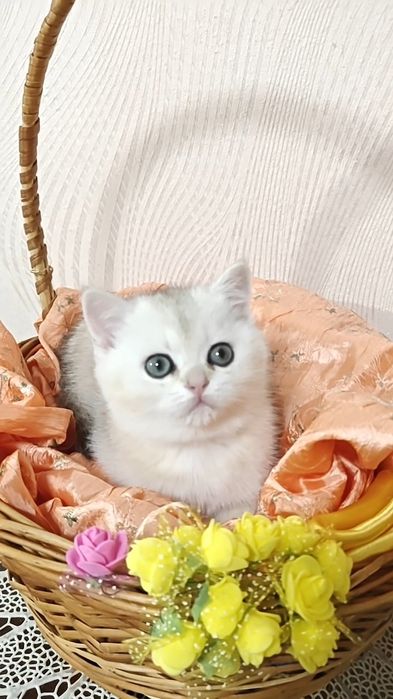 Дівчинка срібляста шиншила