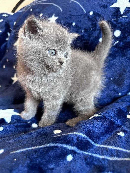 Gatinho fofinho muito querido.