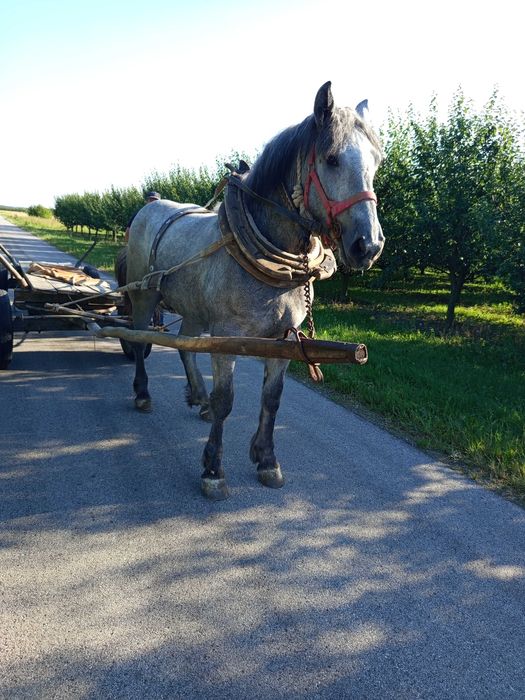Sprzedam konie klacz
