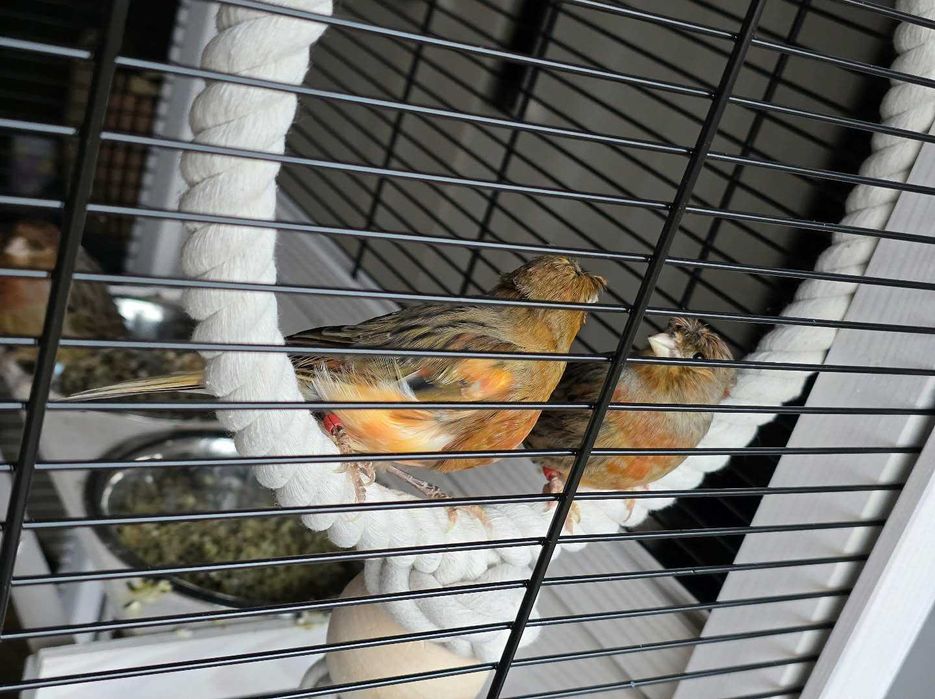 Kanarki śpiewające czerwone z koroną