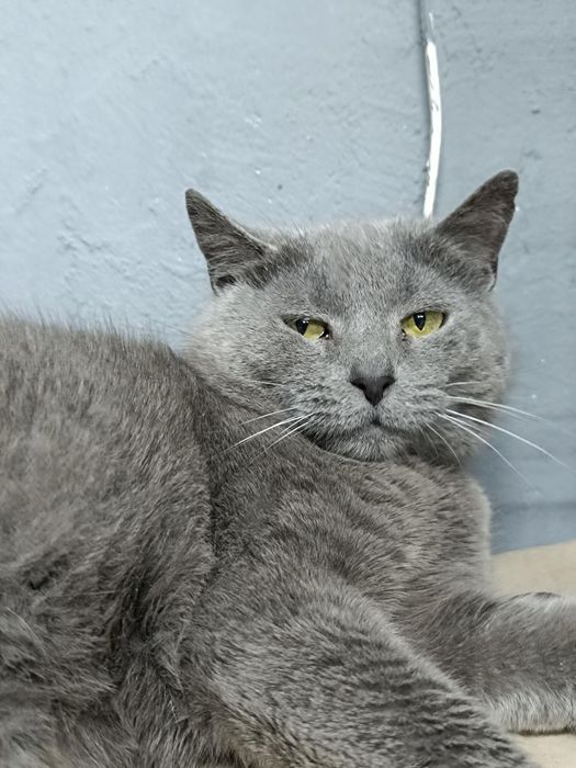 Метис британки бесплатно