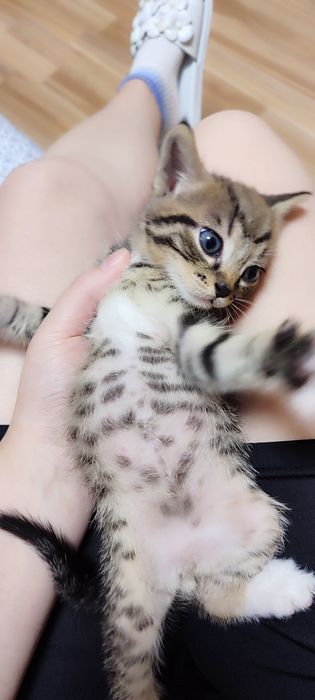 Віддамо кошенят в добрі руки
