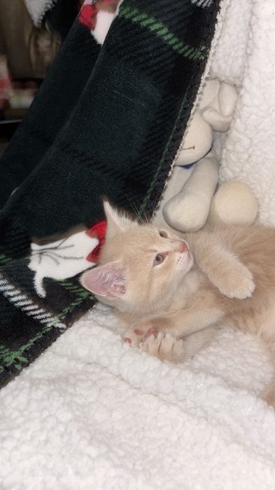 Кішка,киця ,кошеня,котик