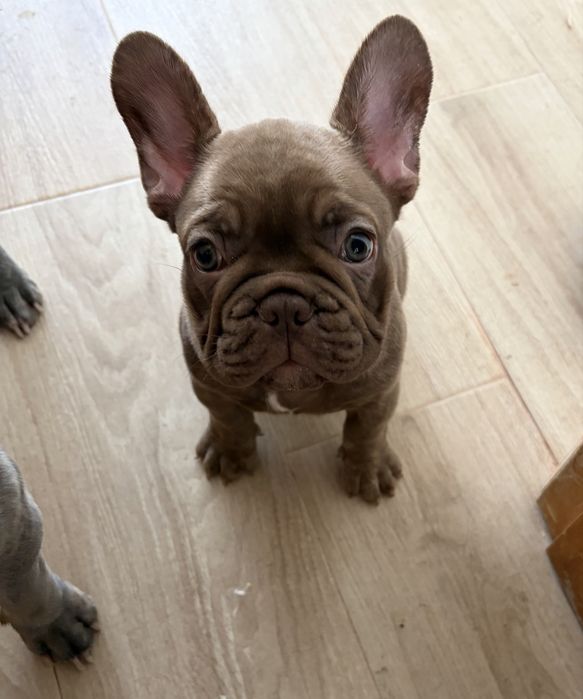 Bulldog francês fêmea chocolate