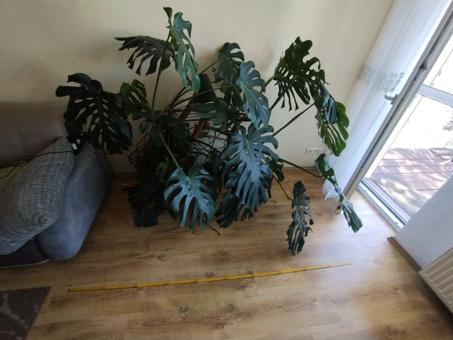 Monstera duża 150cm wysokości
