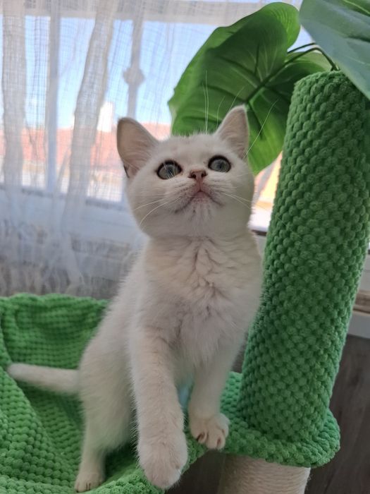 Femea british shorthair