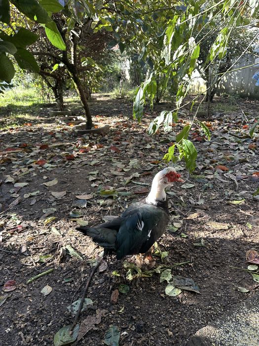 Pato adulto para mudar de morada