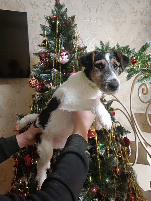 Родословная привитая девочка Фокс