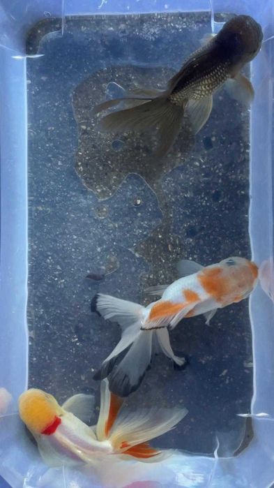 Oranda Sortida Cabeça de Leão 12/13cm