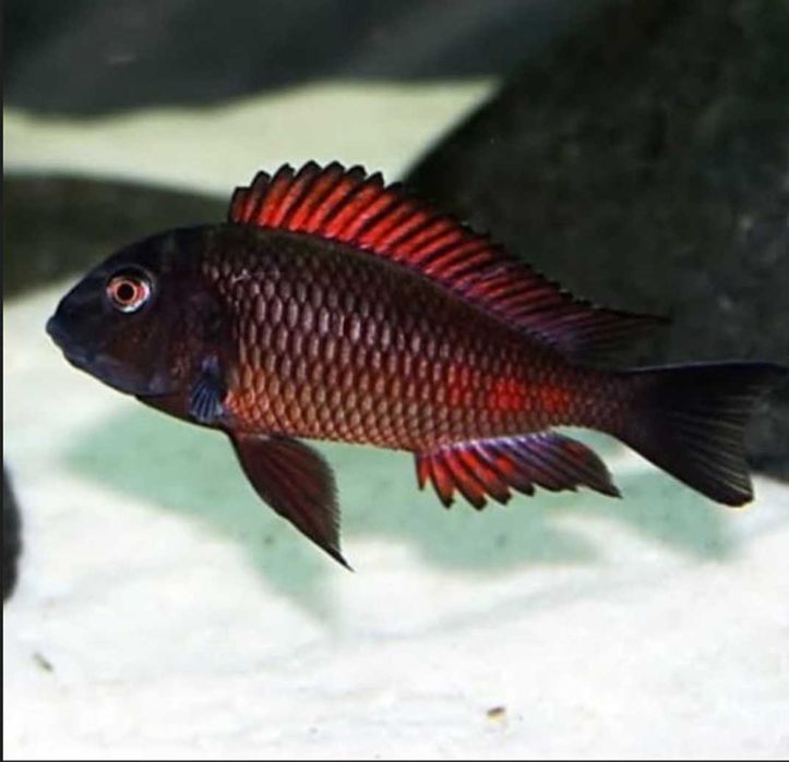 Tropheus sp. Moliro Red - pokolenie F1 - dowóz, wysyłka