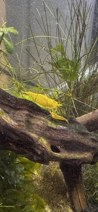 Krewetki Neocaridina  davidi var. Yellow