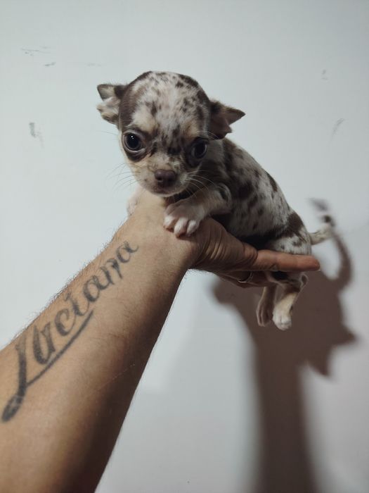 Chihuahua macho  choco Merle