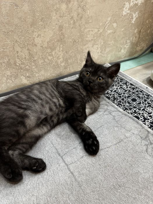 Продам Шотландця хлопчика Скотіш Страйт