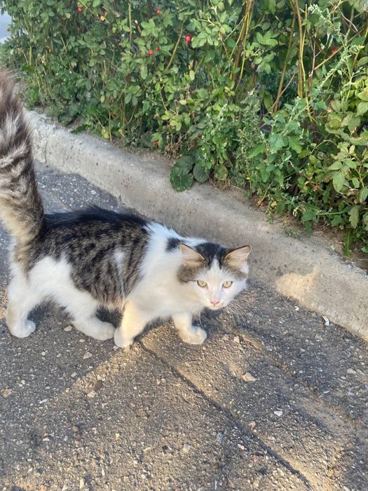 Котенок 6 месяцев