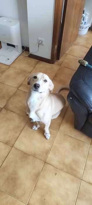 Cão para adoção responsável