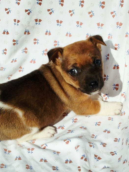 Jack Russell terrier pies tel.-575302039