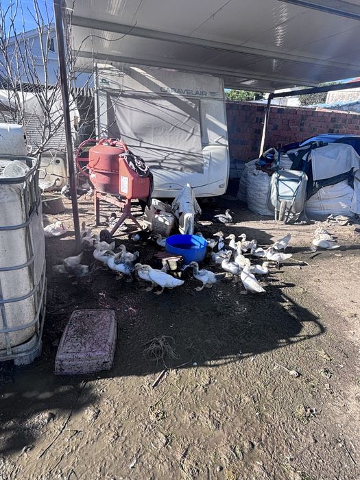 Patos e patas e ovos