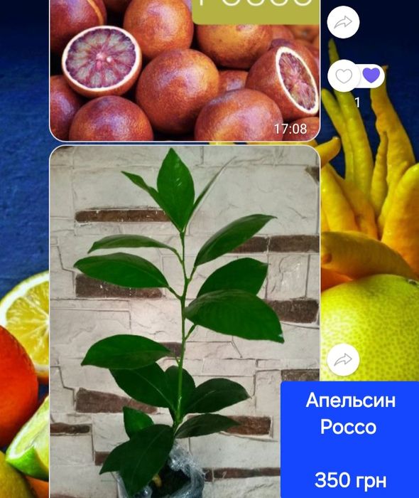 Лимон , мандарин, лайм , кумкват, апельсин інше