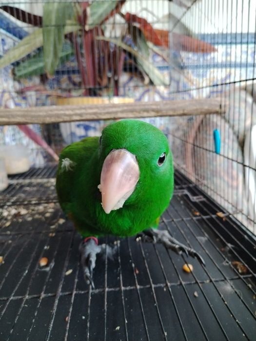 Vários papagaios ecletus machos