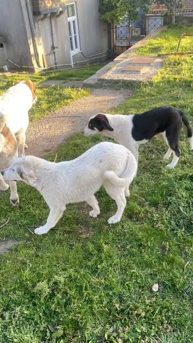 Alabai cria com 4 meses