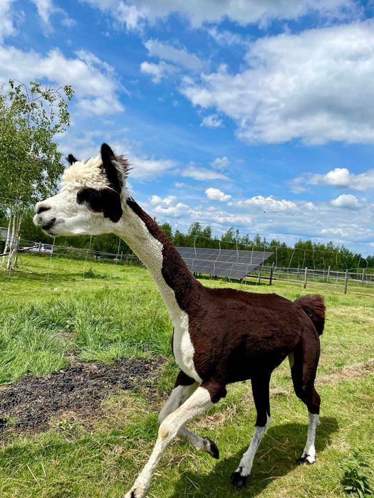 Alpaka samiec huacaya