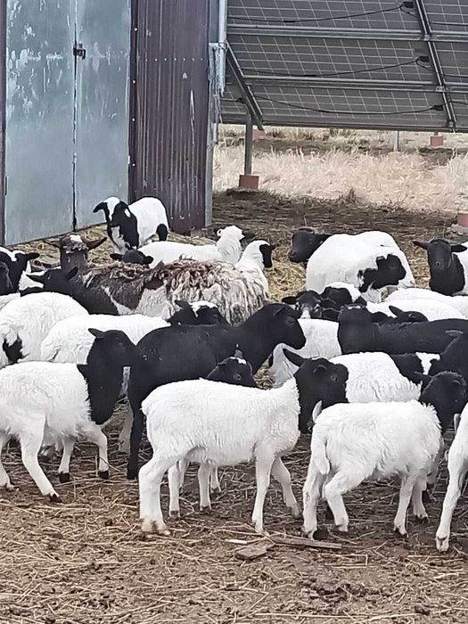 Барани і овечки породи Дорпер
