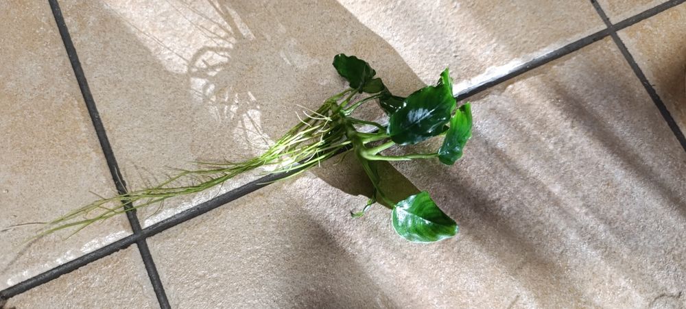 Anubias barteri średni