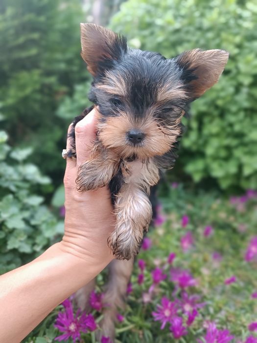 Продаються маленькі йорки