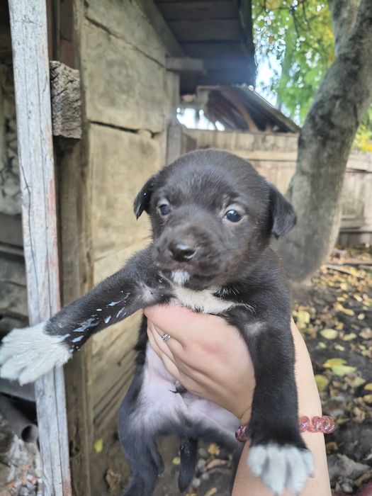 віддам в добрі руки цуценят