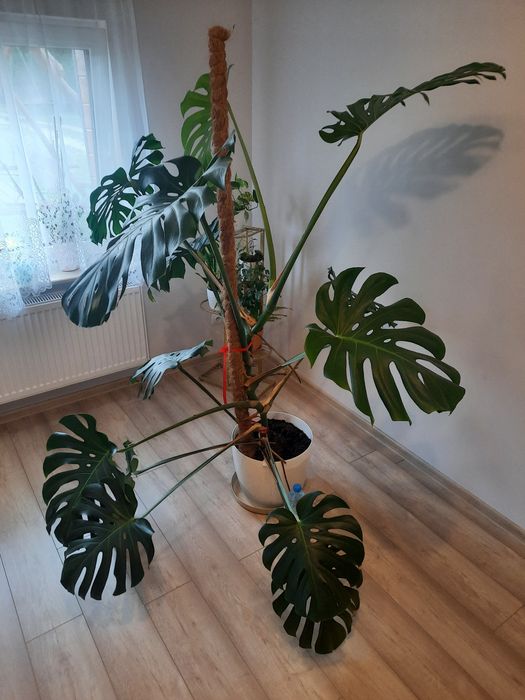 Monstera deliciosa
