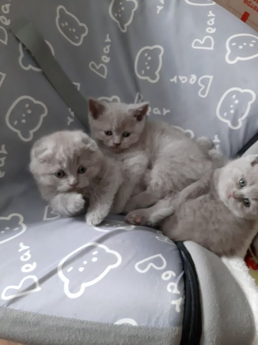 Шотландські кошенята