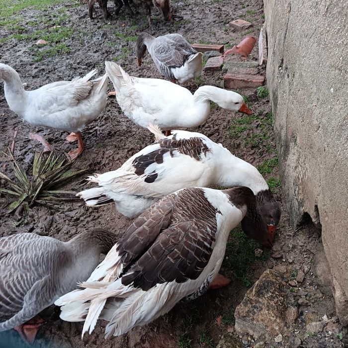 Envio Ovos de ganso / ganso macho branco