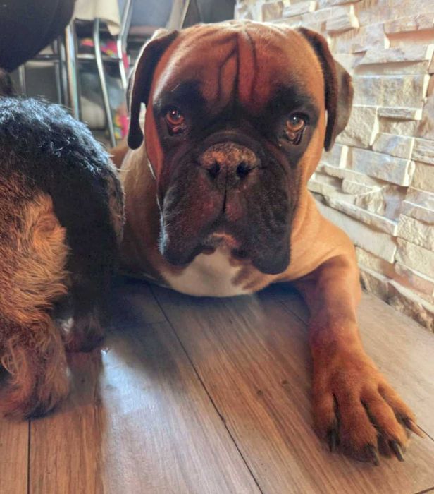 Wspaniały pies bokser Ares szuka dobrego domu ADOPCJA