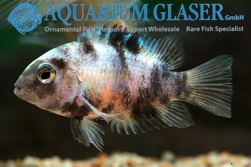 Amatitlania nigrofasciata marble red