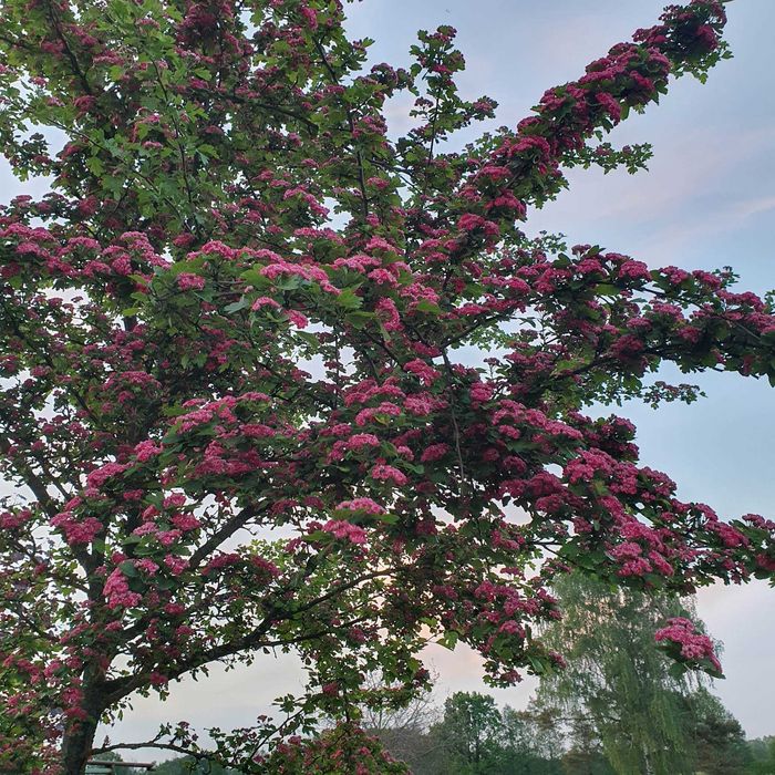 Duże drzewa alejowe Jarząb Klon Lipa Katalpa